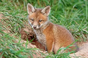 Lair: Red Fox (Vulpes vulpes)