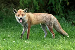 Surrey: Red fox (Vulpes vulpes), adult, alert, foraging, S