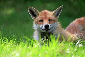 Surrey: Red fox (Vulpes vulpes), adult, alert, portrait, S