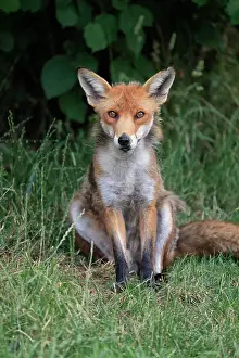 Surrey: Red fox (Vulpes vulpes), adult, alert, sitting, i