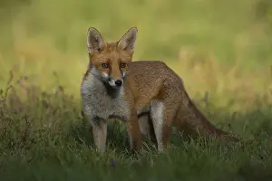 Great Britain: Red fox (Vulpes vulpes) adult animal in grassland countryside in the summer
