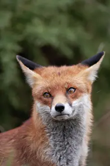 Surrey: Red fox (Vulpes vulpes) adult animal head portrait