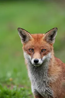 Surrey: Red fox (Vulpes vulpes) adult animal head portrait