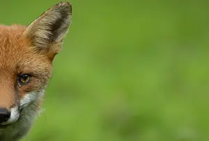 Figure: Red fox (Vulpes vulpes) adult animal head portrait