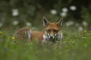 Great Britain: Red fox (Vulpes vulpes) adult animal resting in grassland countryside with wildlflowers in the summer