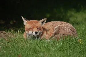 Sleep: Red fox (Vulpes vulpes) adult animal sleeping, Surrey
