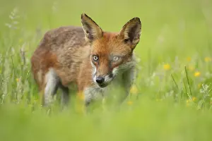 Vulpes: Red fox (Vulpes vulpes) adult animal standing in grassland