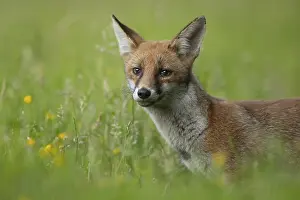 Vulpes: Red fox (Vulpes vulpes) adult animal standing in grassland