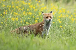 Blooming: Red fox (Vulpes vulpes) adult animal standing in grassland with summer flowers