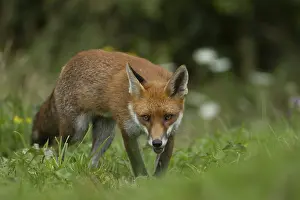 Blooming: Red fox (Vulpes vulpes) adult animal walking in grassland with summer flowers
