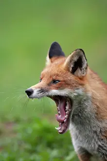 Yawning: Red fox (Vulpes vulpes) adult animal yawning, Surrey