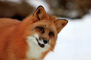 300517: Red fox (Vulpes vulpes), adult, portrait, snow