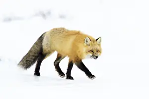 190219: Red Fox (Vulpes vulpes) adult, walking in snow