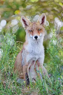Amsterdam: Red fox (Vulpes vulpes), Amsterdam, NIederlande