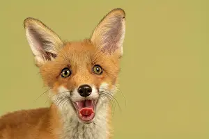Olive: Red fox (Vulpes vulpes), animal portrait, young