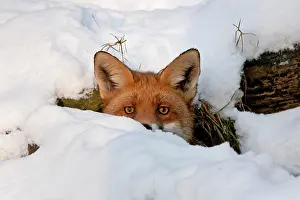 Lair: Red Fox (Vulpes vulpes) in its burrow in the snow