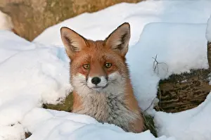 Lair: Red Fox (Vulpes vulpes) in its burrow in the snow