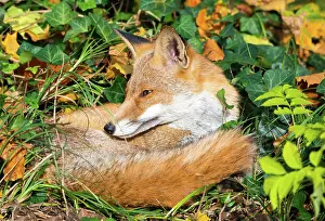 Berlin: Red fox (Vulpes vulpes) in a cemetery in Berlin-Kreuzberg
