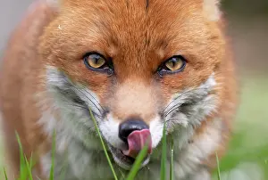 Snouts: Red fox (Vulpes vulpes) close up