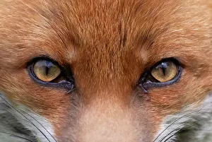 Vixens: Red fox (Vulpes vulpes) close up. England