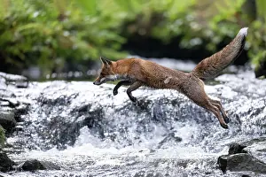 Crossing: Red fox (Vulpes vulpes) crossing stream, Bitburg