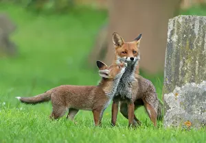 Churchyard: Red fox (Vulpes vulpes) cub begging for food to