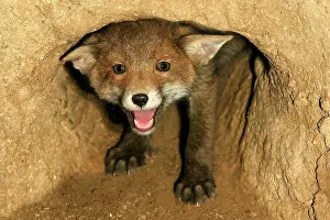 Sadness: Red Fox (vulpes vulpes), Cub calling at Den Entrance