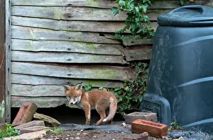 Board: Red fox (Vulpes vulpes) cub coming out of his den