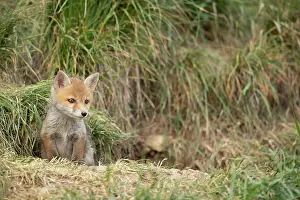 Vaud: Red fox (Vulpes vulpes), cub at den, Vaud countryside