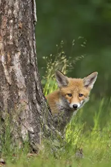 Hidden: Red fox (Vulpes vulpes), cub hiding behind a tree