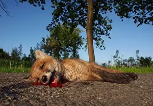 Roadkill: Red Fox (Vulpes vulpes) cub lying dead on a roa
