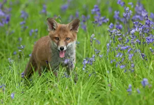 Campanula: Red fox (Vulpes vulpes) cub standing amongst bluebell