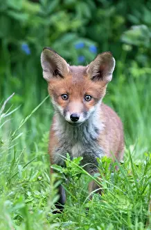 Tendernesses: Red fox (Vulpes vulpes) cub standing amongst grass