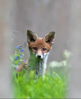 Churchyard: Red fox (Vulpes vulpes) cub standing near a tombstone