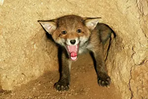 Sadness: Red Fox (vulpes vulpes), Cub Yawning at Den Entrance
