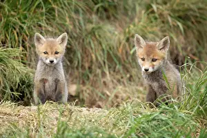 Litters: Red fox (Vulpes vulpes), cubs at den, Vaud countryside