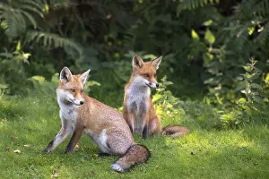 Sussex: Red fox (Vulpes vulpes) cubs at edge of forest