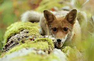 Donau: Red Fox (Vulpes vulpes), Danube wetlands, Donau