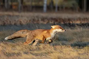 Bitburg: Red fox (Vulpes vulpes) in a fallow meadow, Bitburg