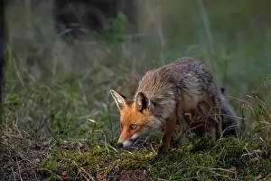 Nervous: Red fox (Vulpes vulpes) fawn, creeps tensely towards