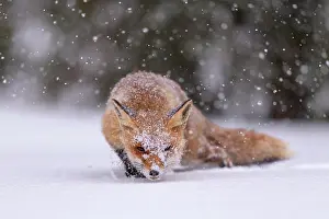 Bohemian: Red fox (Vulpes vulpes), feeding in deep snow with