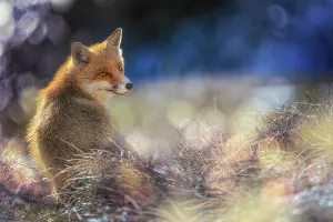 Flare: Red Fox (Vulpes vulpes) in the field, Parco Nazi