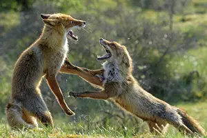 Belligerent: Red fox (Vulpes vulpes) fighting, Netherlands