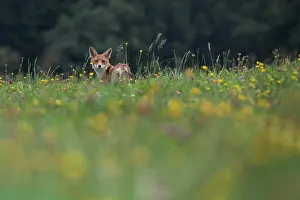 Bitburg: Red fox (Vulpes vulpes) in a flower meadow, Bitburg