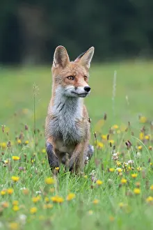 Bitburg: Red fox (Vulpes vulpes) in a flower meadow, Bitburg