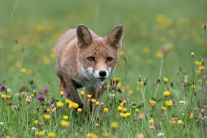 Bitburg: Red fox (Vulpes vulpes) in a flower meadow, Bitburg