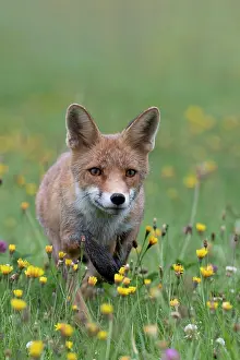 Bitburg: Red fox (Vulpes vulpes) in a flower meadow, Bitburg