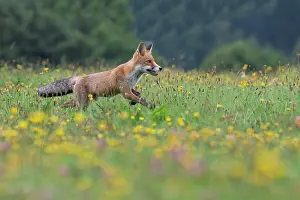 Bitburg: Red fox (Vulpes vulpes) in a flower meadow, Bitburg