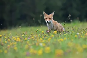 Bitburg: Red fox (Vulpes vulpes) in a flower meadow, Bitburg