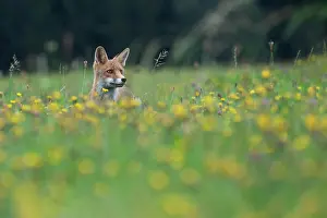 Bitburg: Red fox (Vulpes vulpes) in a flower meadow, Bitburg